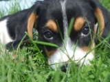Celebrate Dog Day: Fun Activities and Must-Have Products for Your Pooch