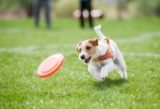 Essential Products for Enjoying the Dog Days of Summer with Your Furry Friend
